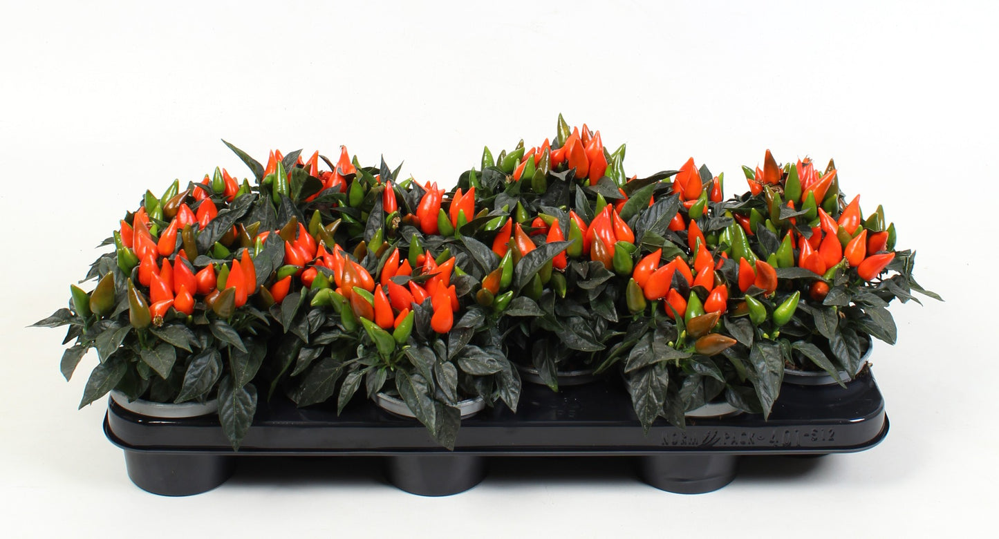 Capsicum ann. Salsa Light Orange 18cm 510cm Pot
