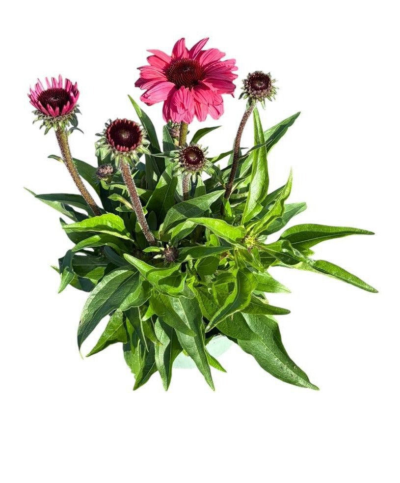 Echinacea pur. Red 45cm 19cm Pot