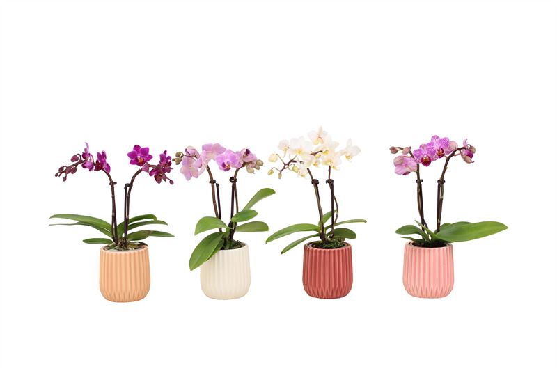 Phalaenopsis hybrid 17cm 6cm Pot