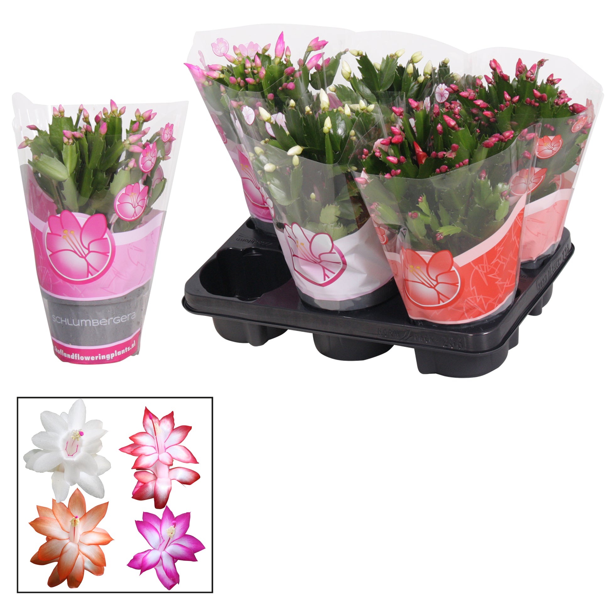 Schlumbergera mix 27cm 13cm Pot