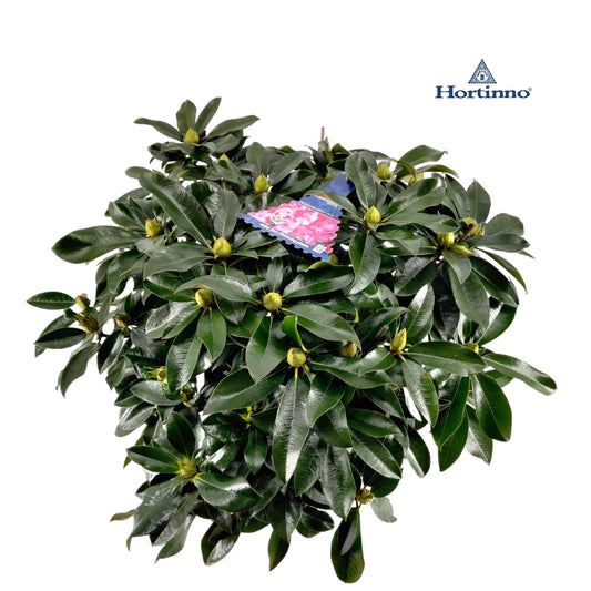 Rhododendron XXL 80cm 34cm Pot