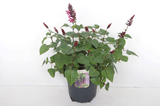 Salvia officinalis 90cm 27cm Pot