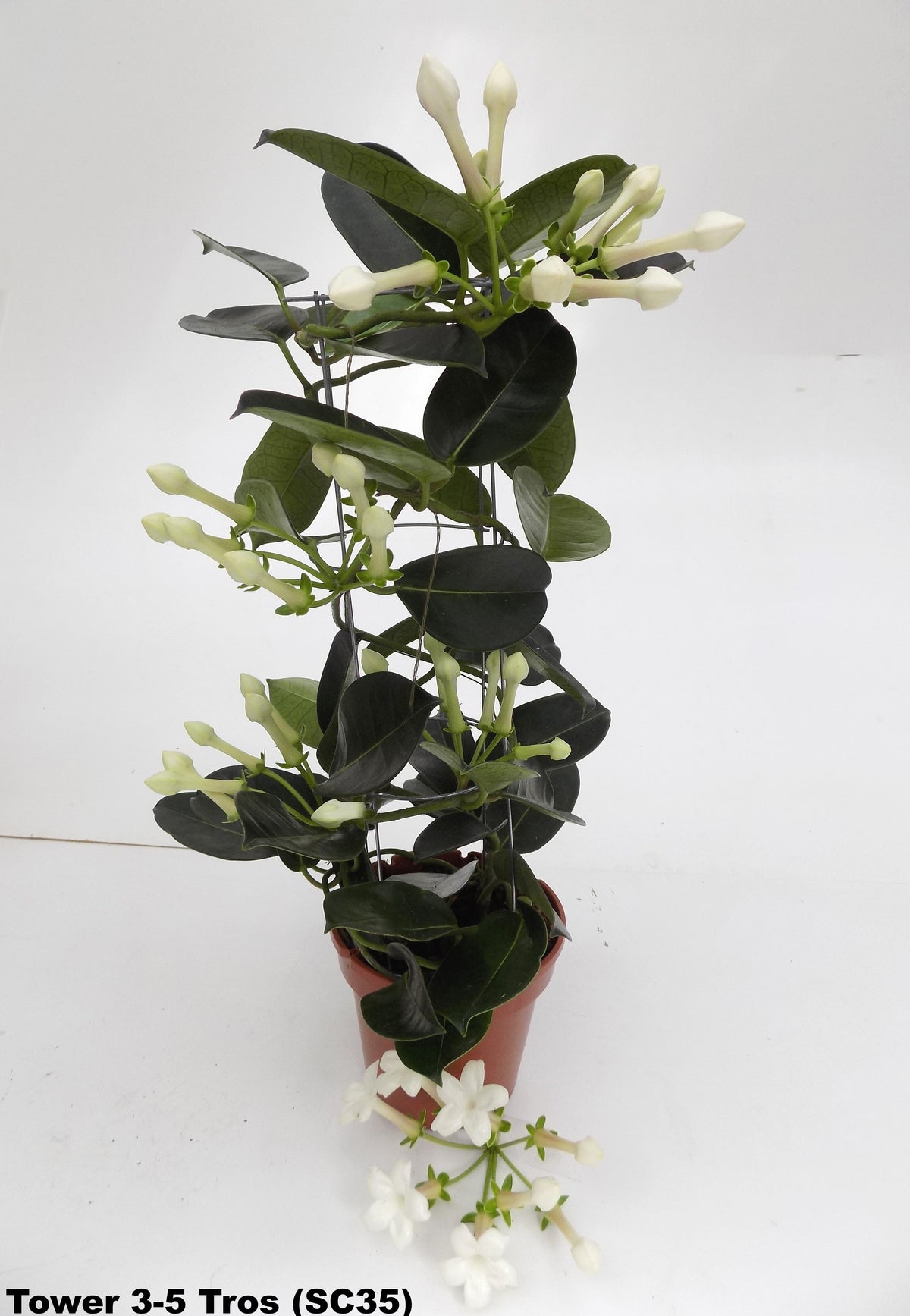 Stephanotis floribunda 45cm 12cm Pot