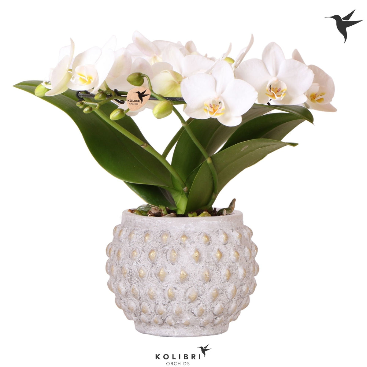 Phalaenopsis multiflora white 30cm 9cm Pot