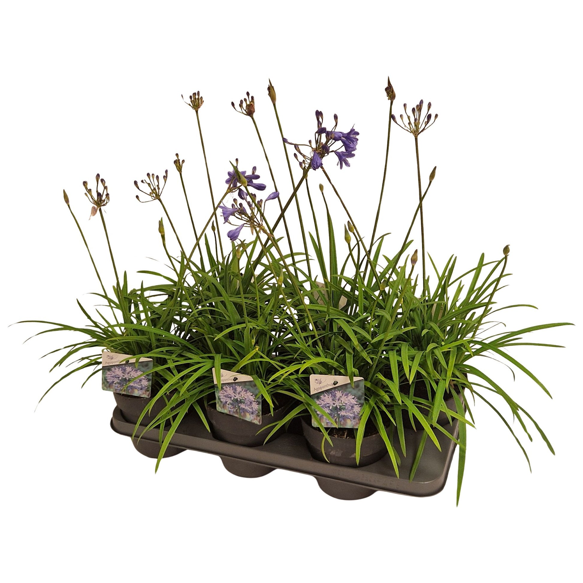 Agapanthus Brilland Blue 60cm 15cm Pot