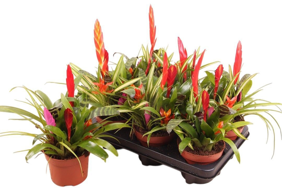 Bromelia mix 30cm 12cm Pot