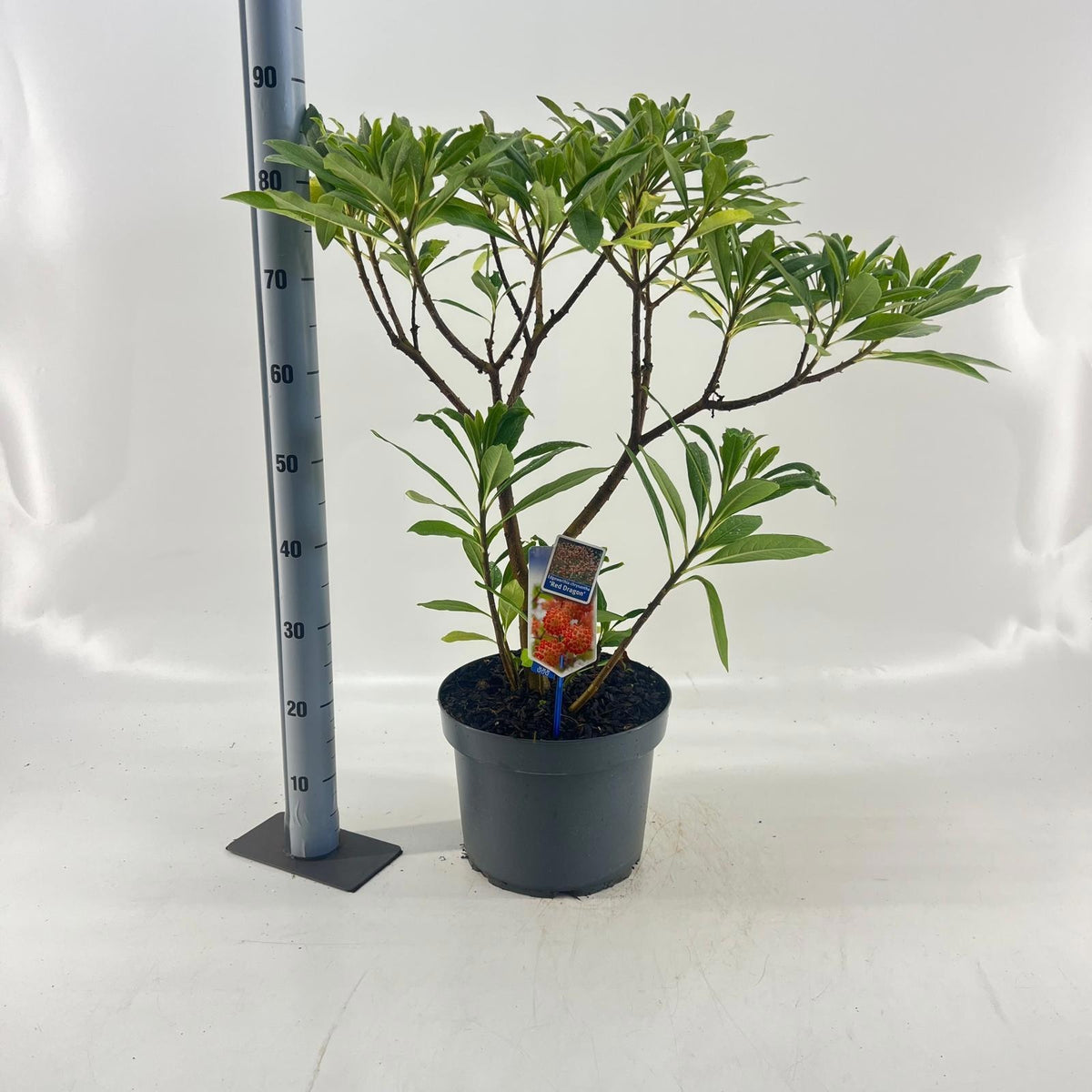 Edgeworthia Grandiflora 85cm 29cm Pot