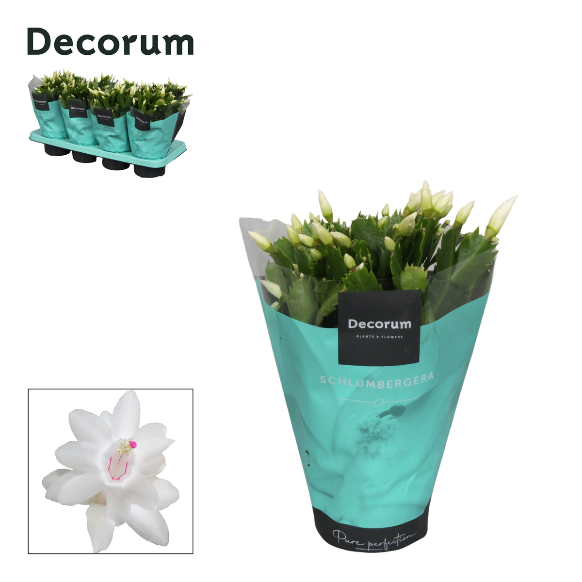 Schlumbergera white 27cm 13cm Pot