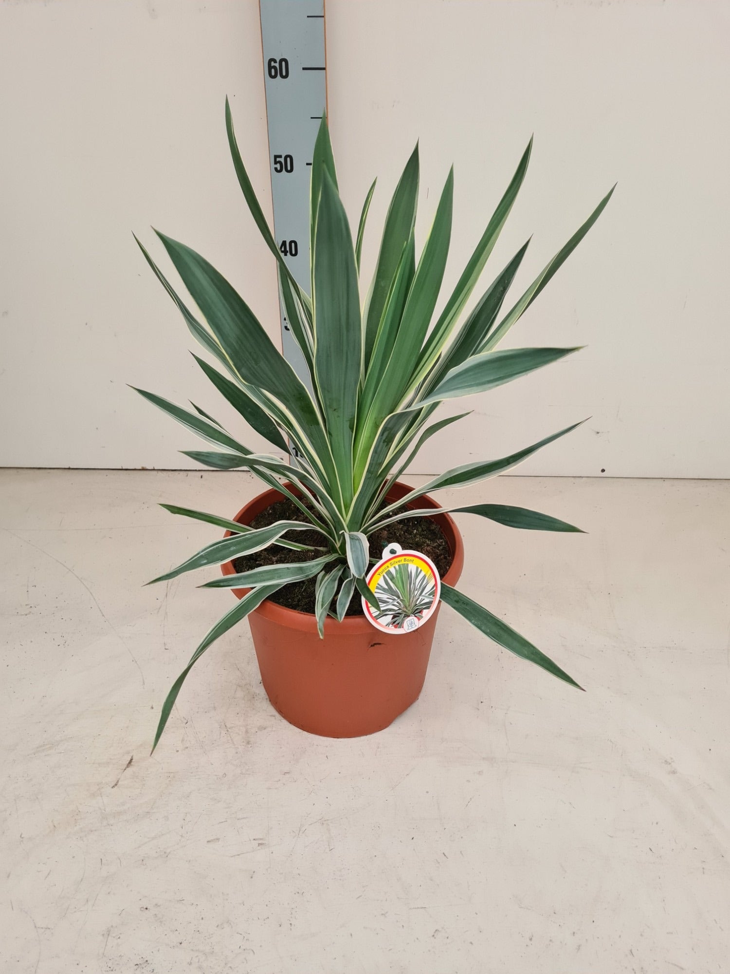 Yucca gloriosa 55cm 26cm Pot