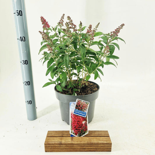 Buddleja Butterfly Candy mix 45cm 23cm Pot