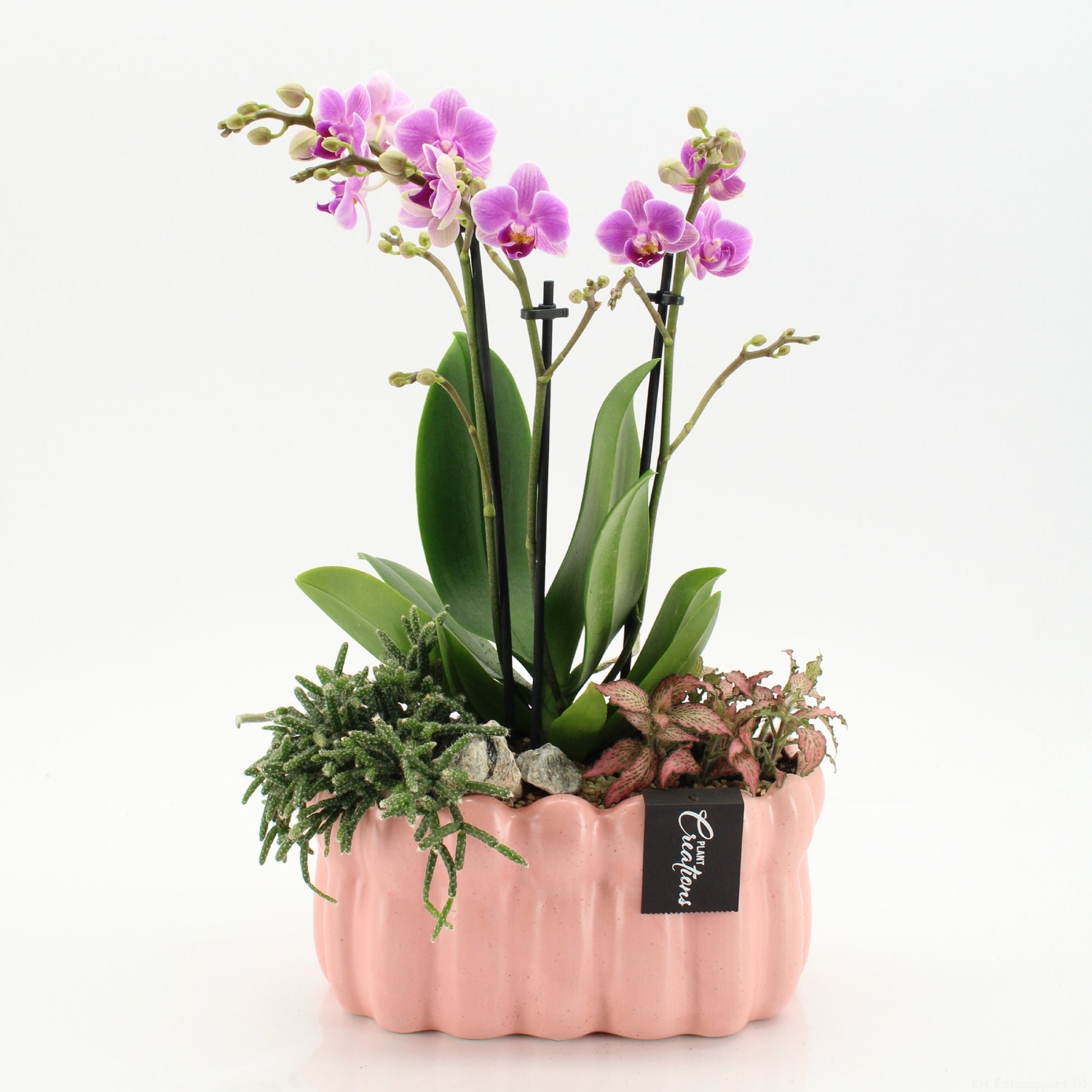 Phalaenopsis arrangement 45cm 23cm Pot