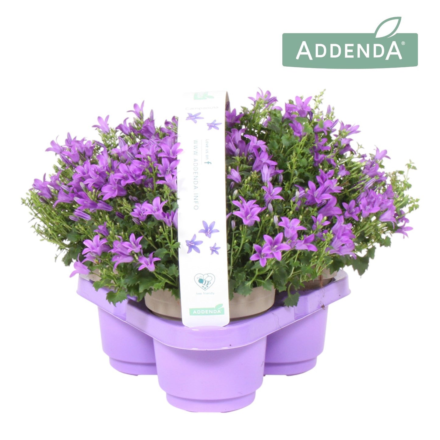 Campanula Ambella Intense purple 23cm 31cm Pot