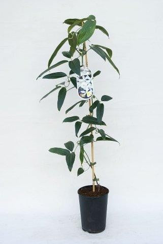 Clematis arm. 'Enham Star' 90cm 17cm Pot