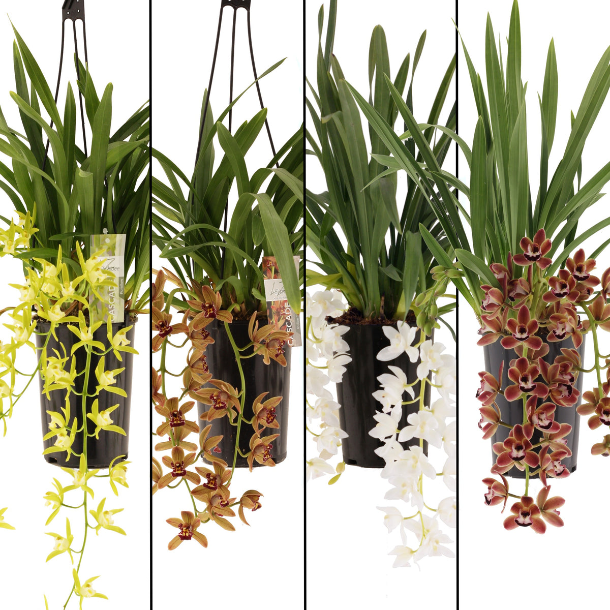 Cymbidium 60cm 14cm Pot