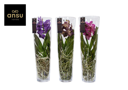 Ansu Vanda Lisanne mix Pack of 1