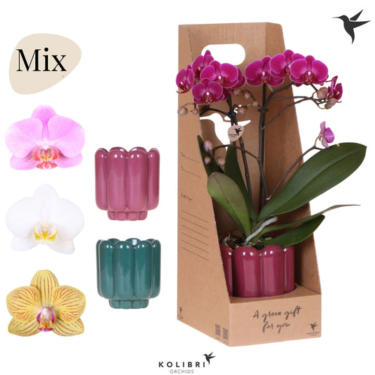 Phalaenopsis mix 40cm 9cm Pot