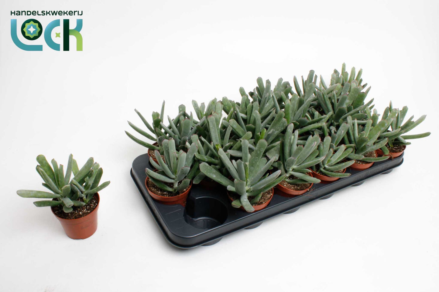 Cotyledon Octopus 15cm Special Pot (508)