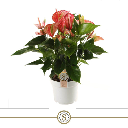 Anthurium Livium Red 55cm 17cm Pot