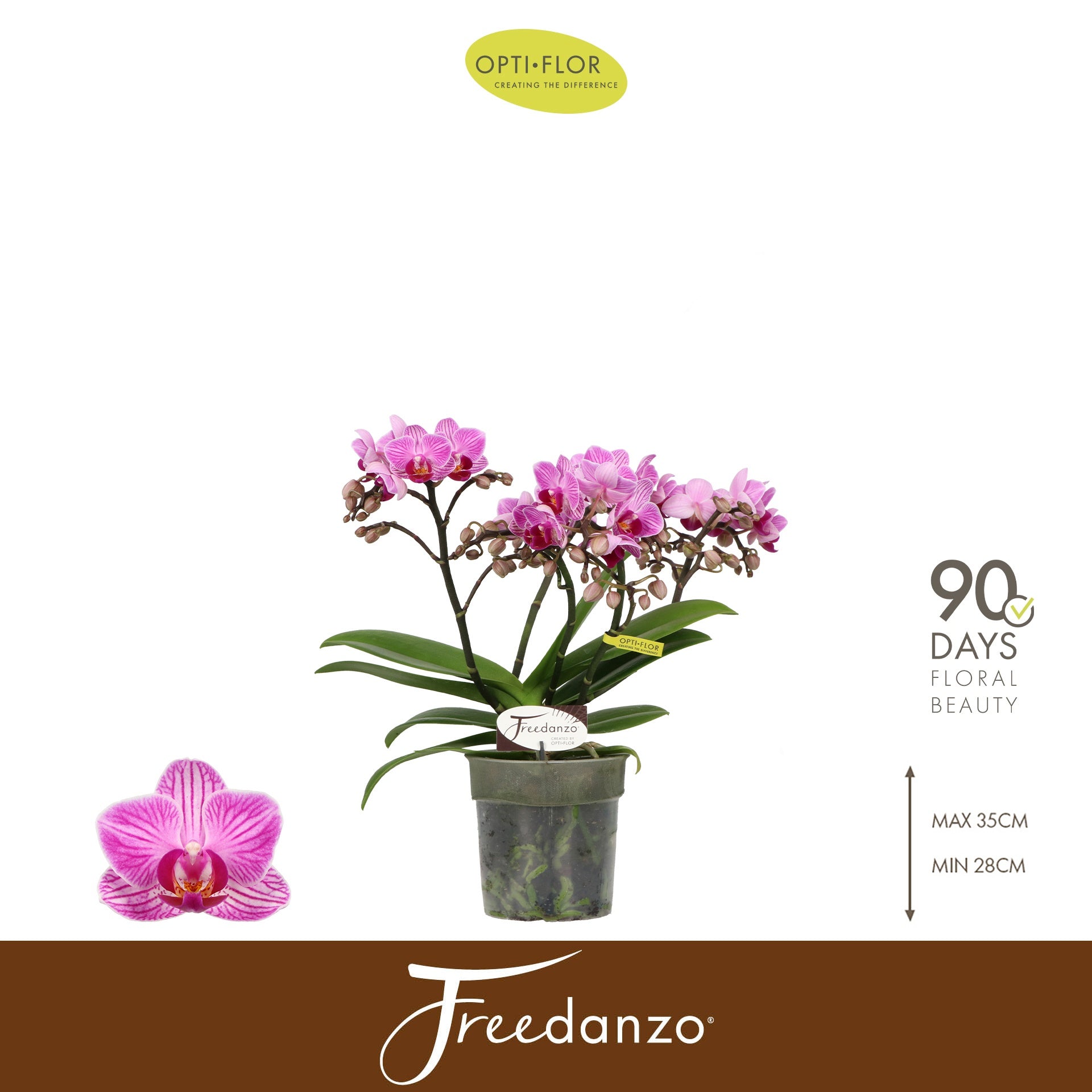 Opti-Flor Phalaenopsis Freedanzo Robin Pack of 6