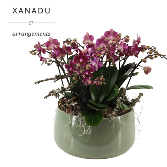 Xanadu Mumbai 38cm 28cm Pot