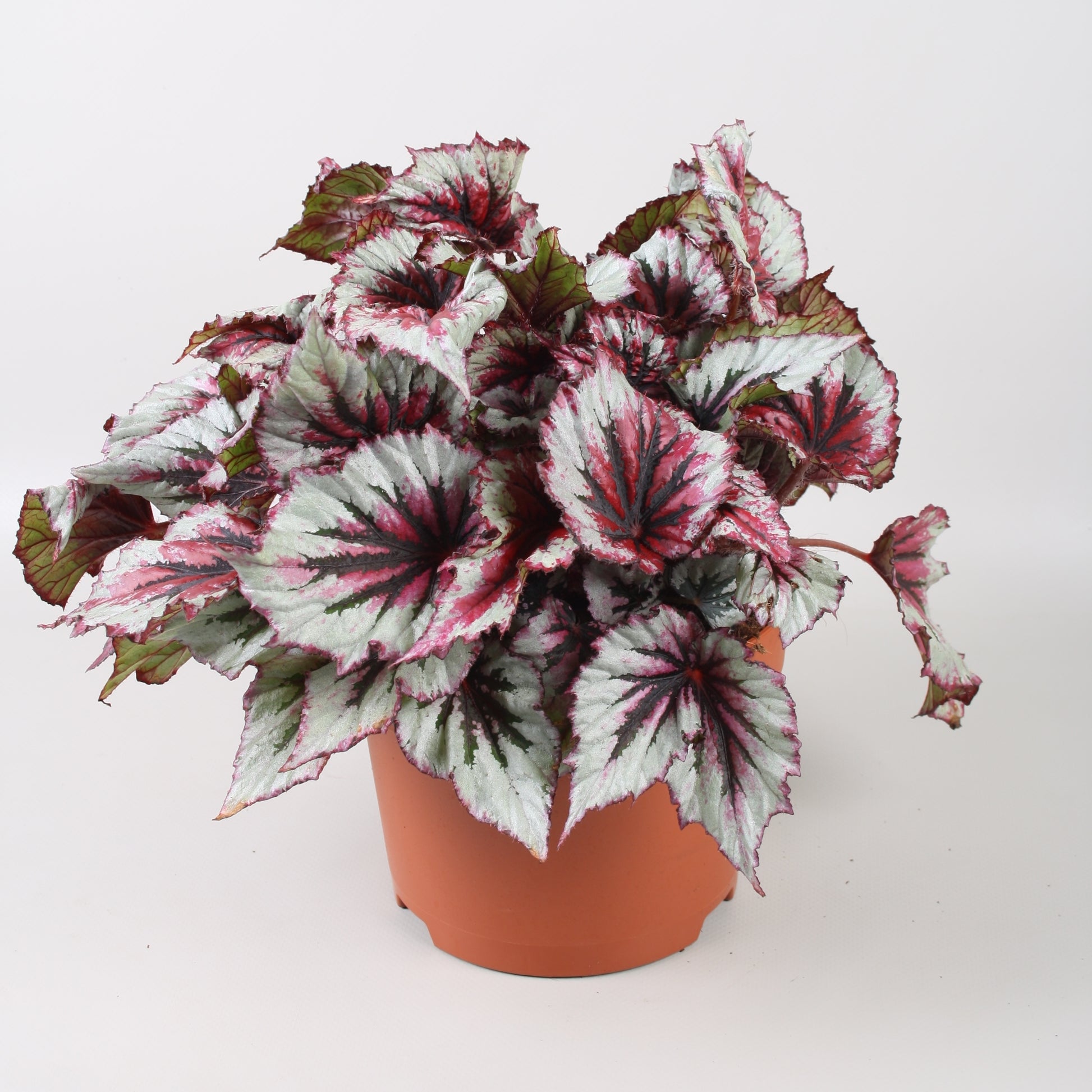 Begonia Beleaf Evening Glow 33cm 17cm Pot