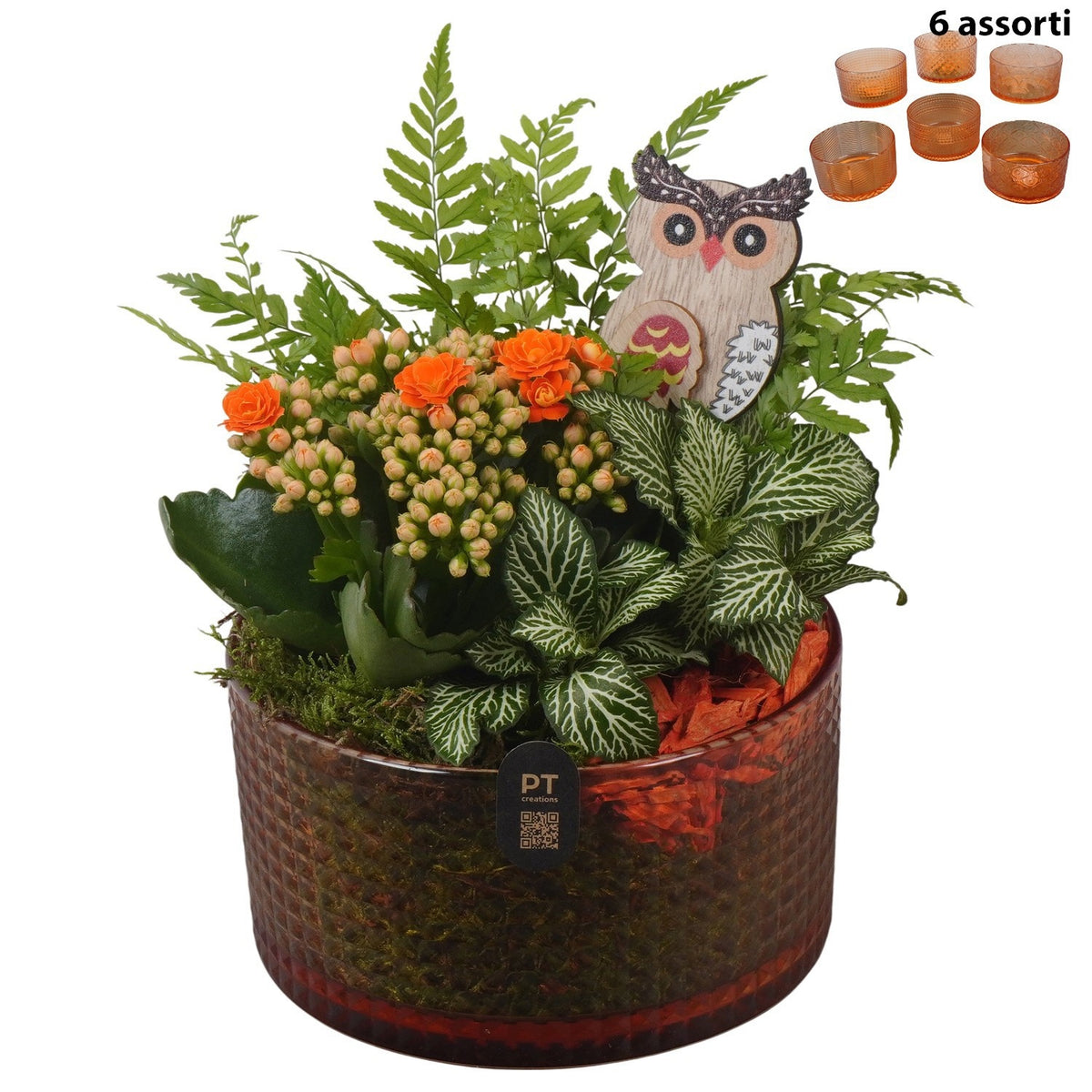 Indoor arrangement 19cm 15cm Pot