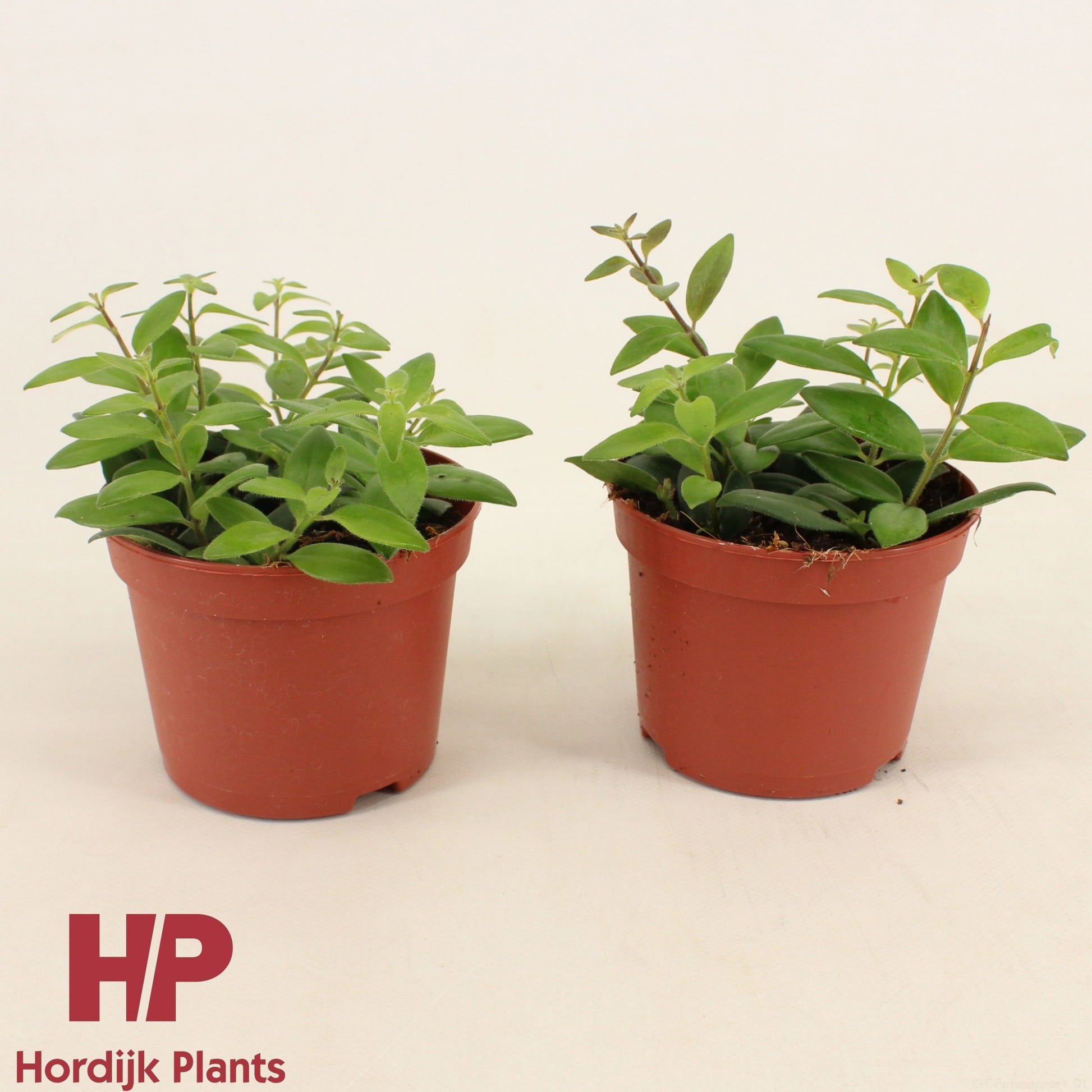 Hordijk Plants Aeschynanthus Caro Improved Hanging Basket Pack of 8