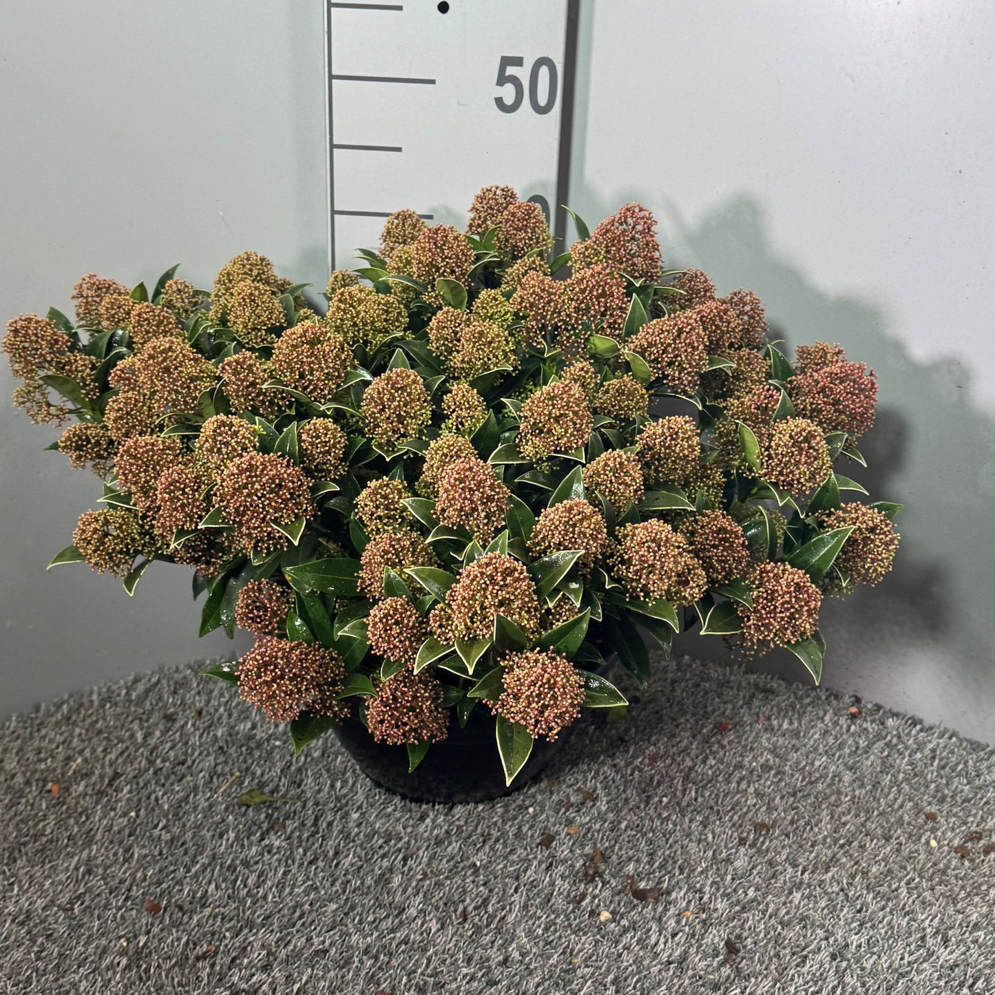 Skimmia japonica Godrie's Dwarf 45cm 25cm Pot