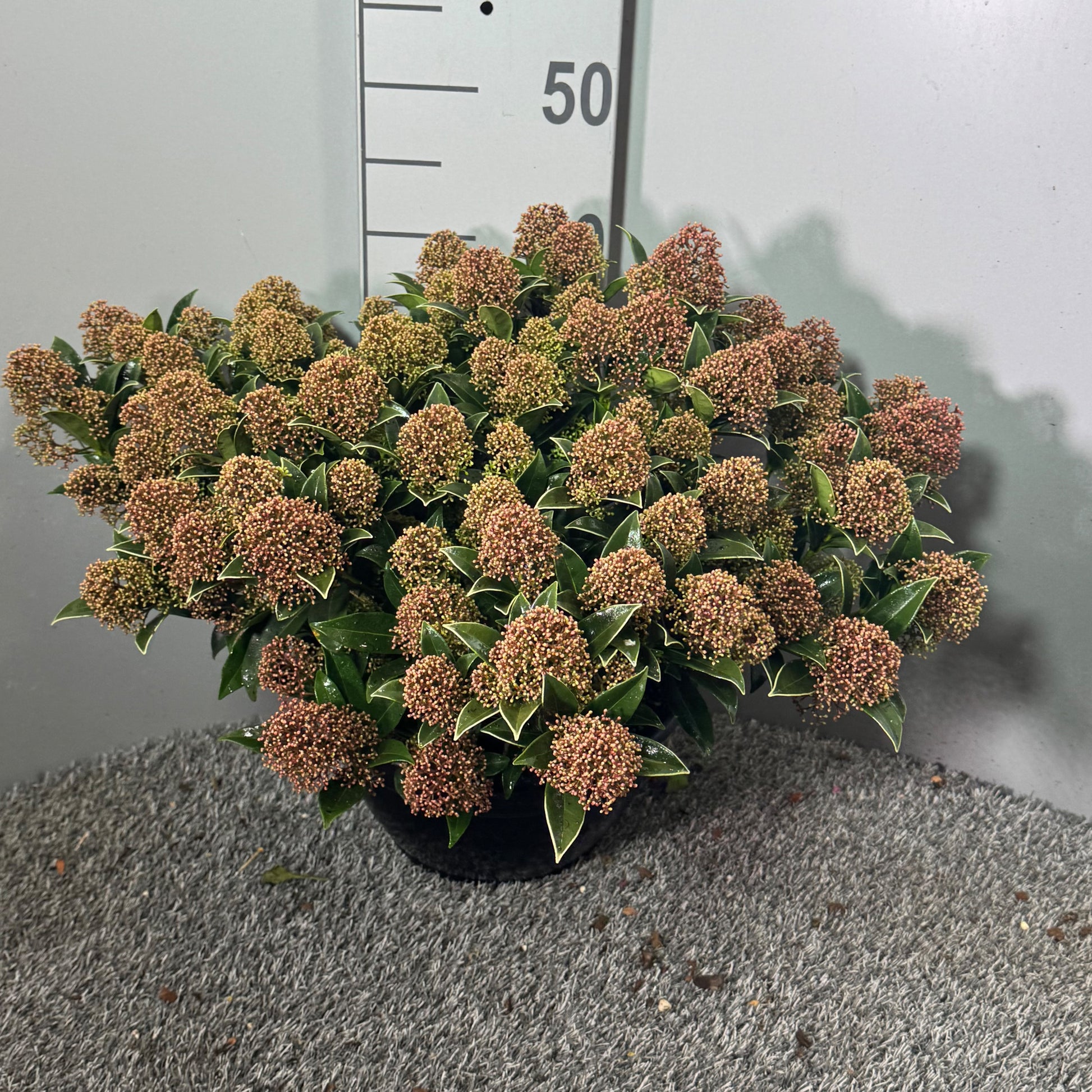 Skimmia japonica Godrie's Dwarf 45cm 25cm Pot