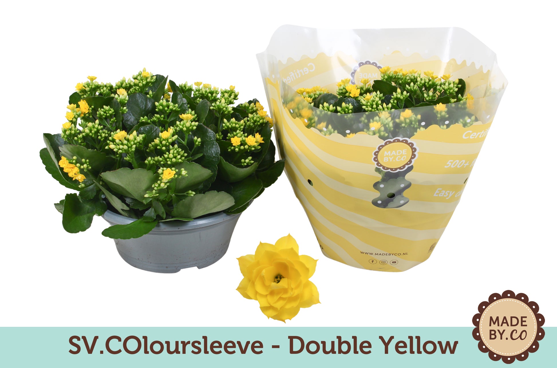 Kalanchoe yellow 27cm 23cm Pot