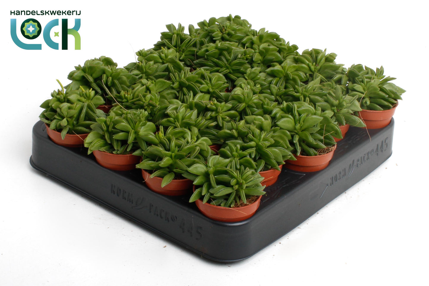 Peperomia Green Spark 10cm 5.5cm Pot