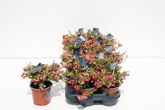 Gaultheria mucr. red 15cm 10.5cm Pot