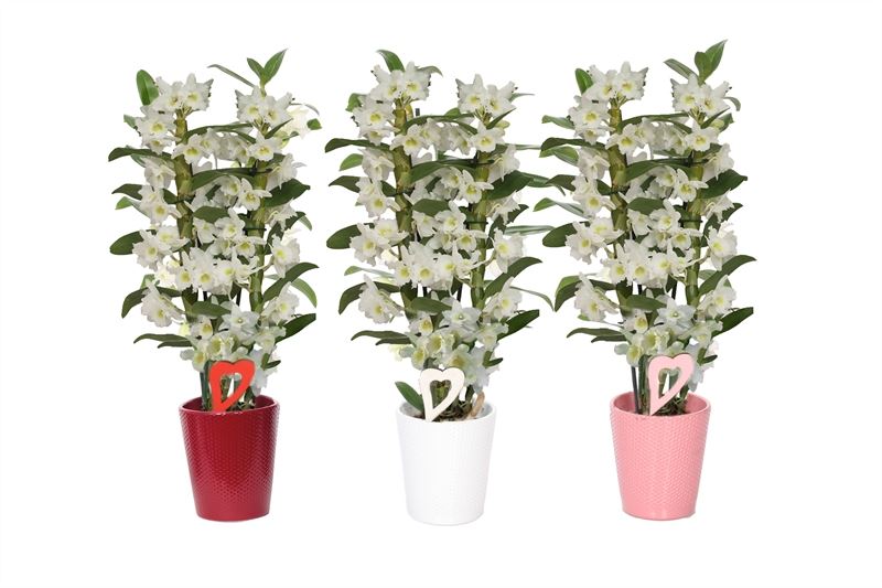 Dendrobium Apollon 50cm 12cm Pot