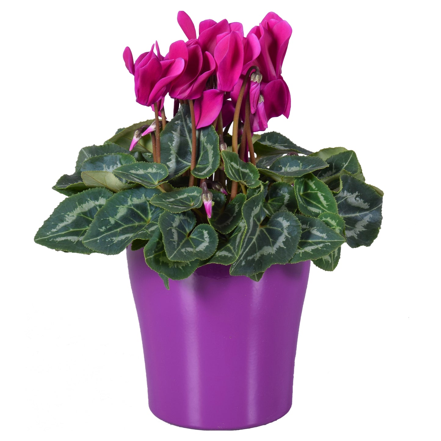 Cyclamen Allure purple 27cm 14cm Pot