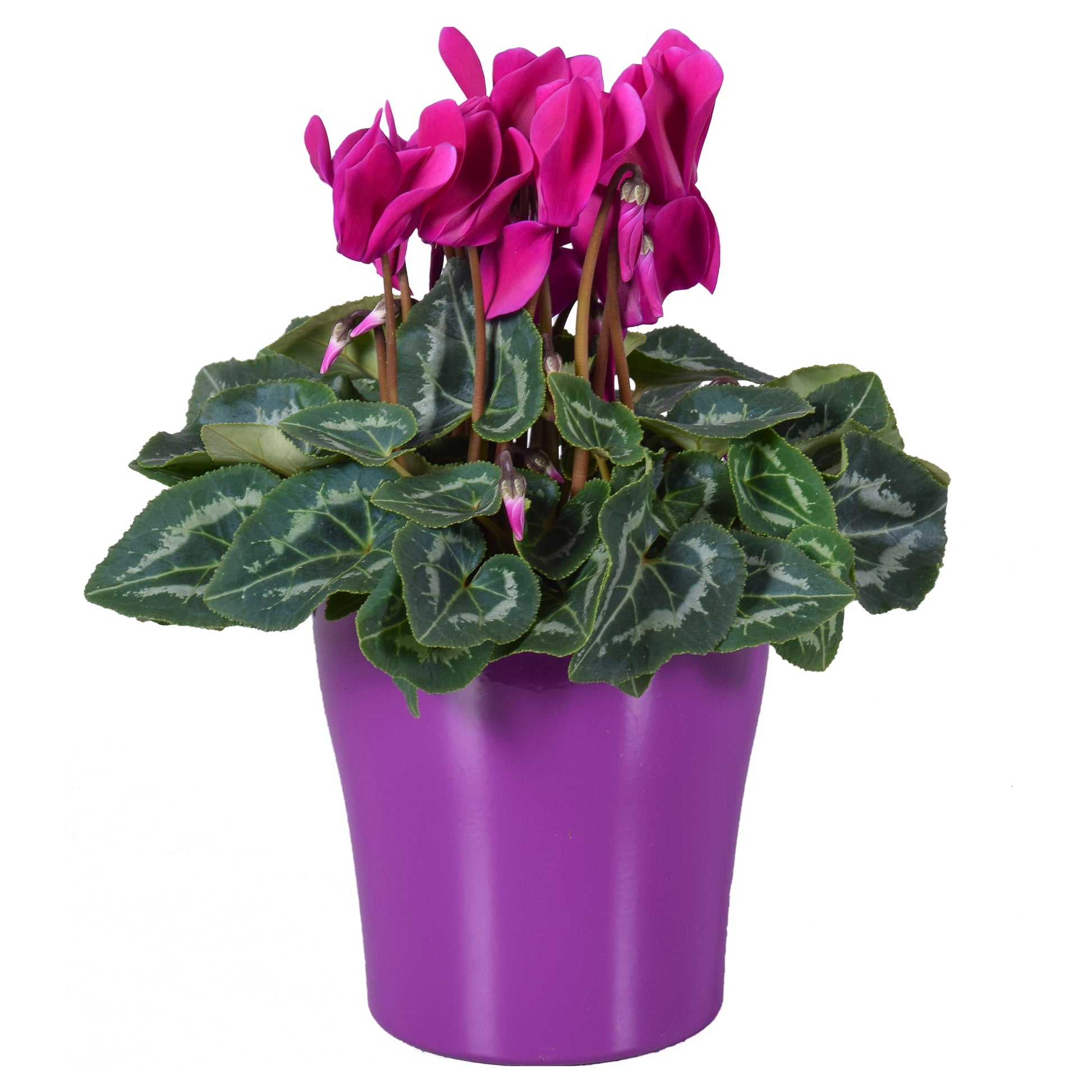 Cyclamen Allure purple 27cm 14cm Pot