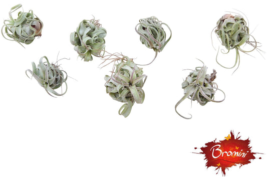 Tillandsia ionantha 10cm 999cm Pot