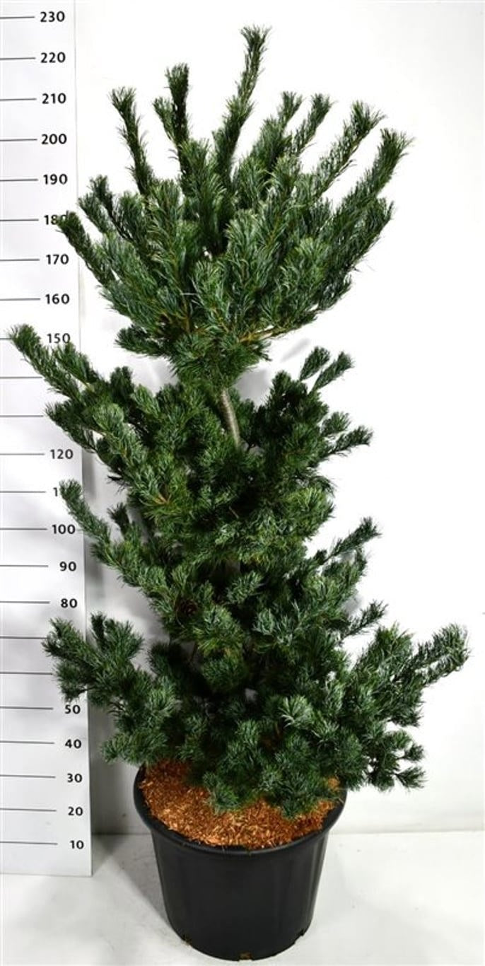Pinus par. Tempelhof 210cm 54cm Pot