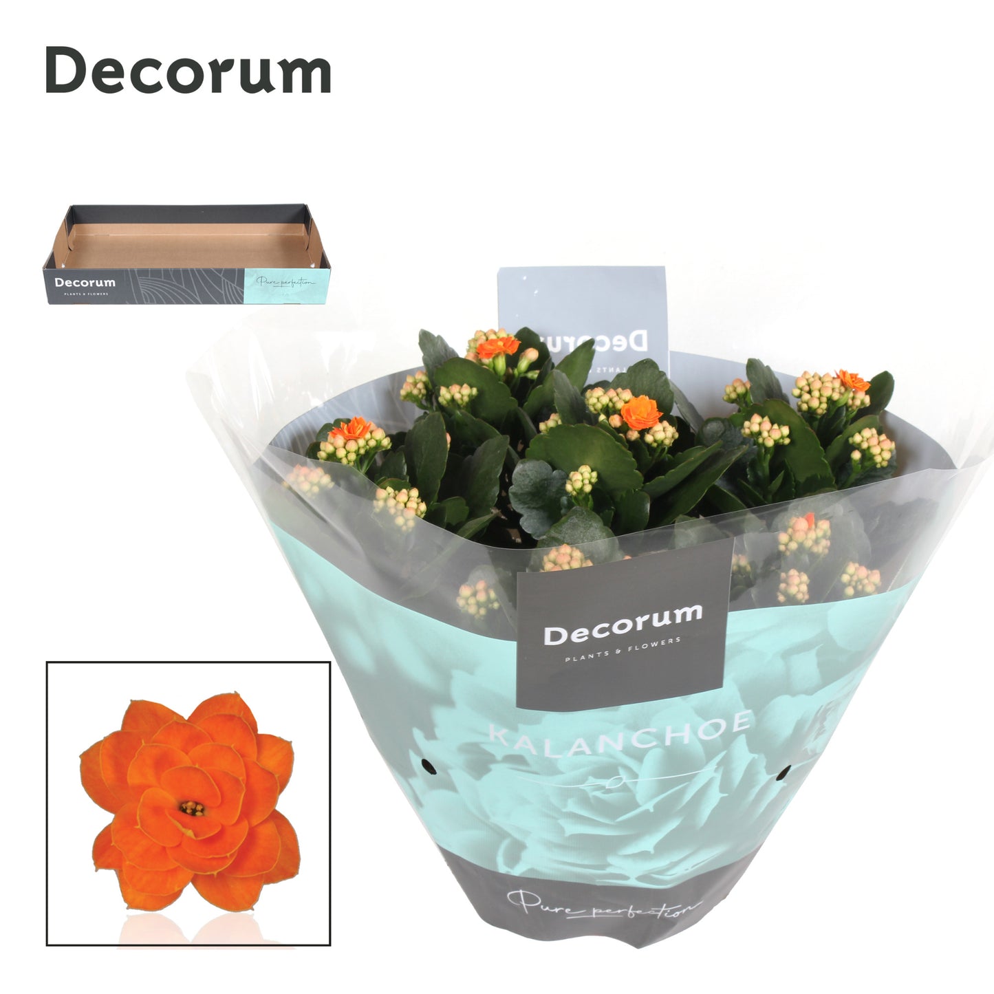 Kalanchoe orange decorum 28cm 23cm Pot