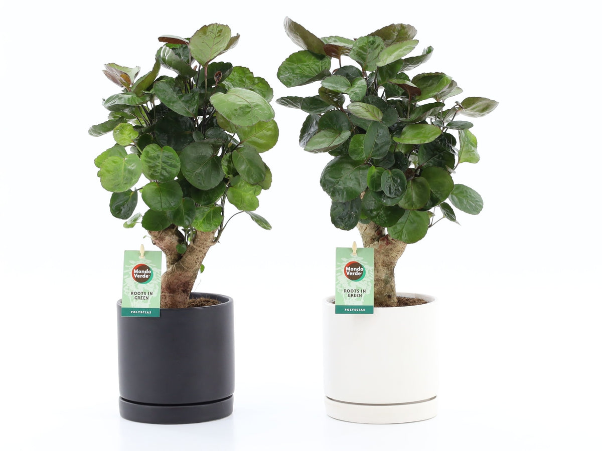 Polyscias Fabian 40cm 13cm Pot