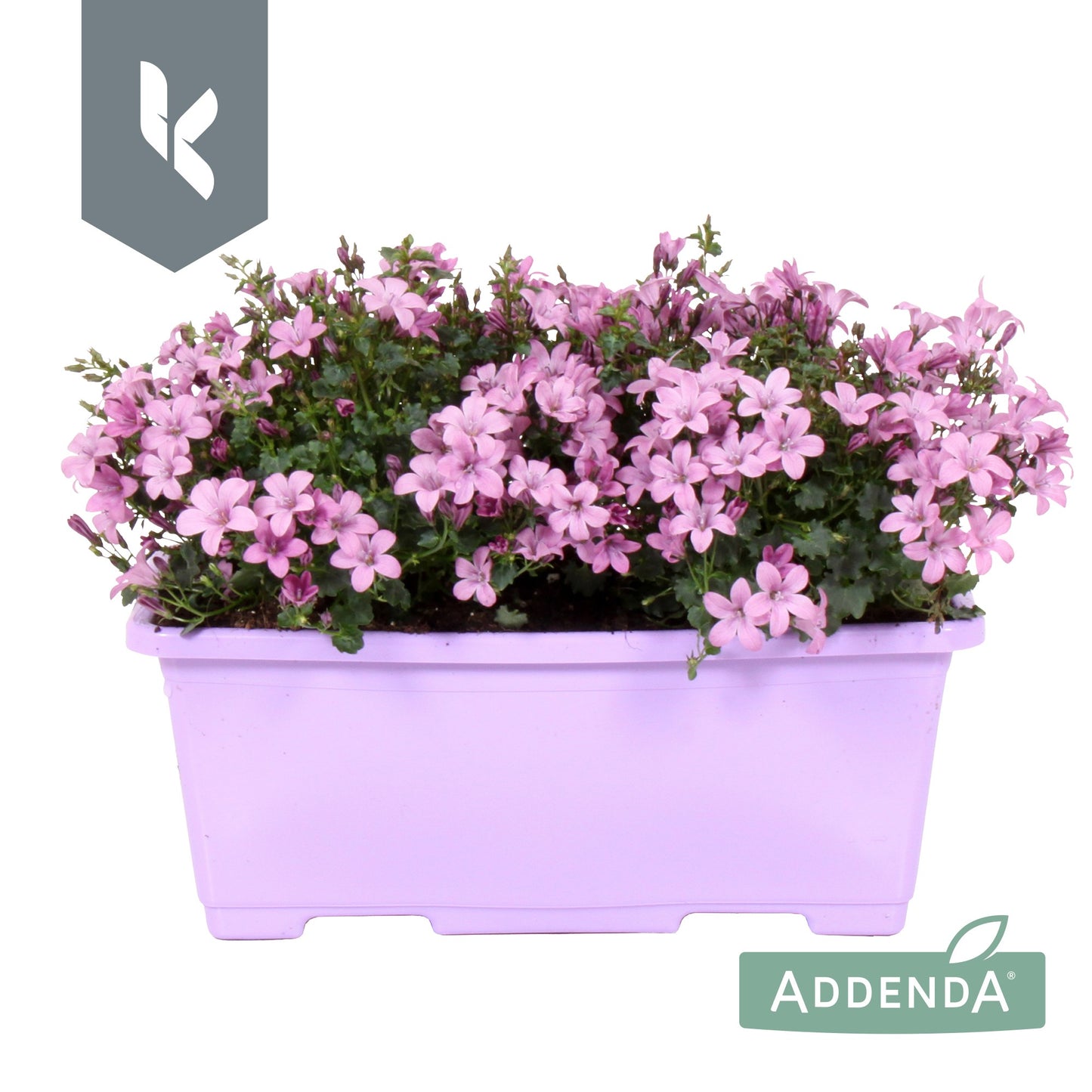 Campanula Ambella pink 22cm 27cm Pot