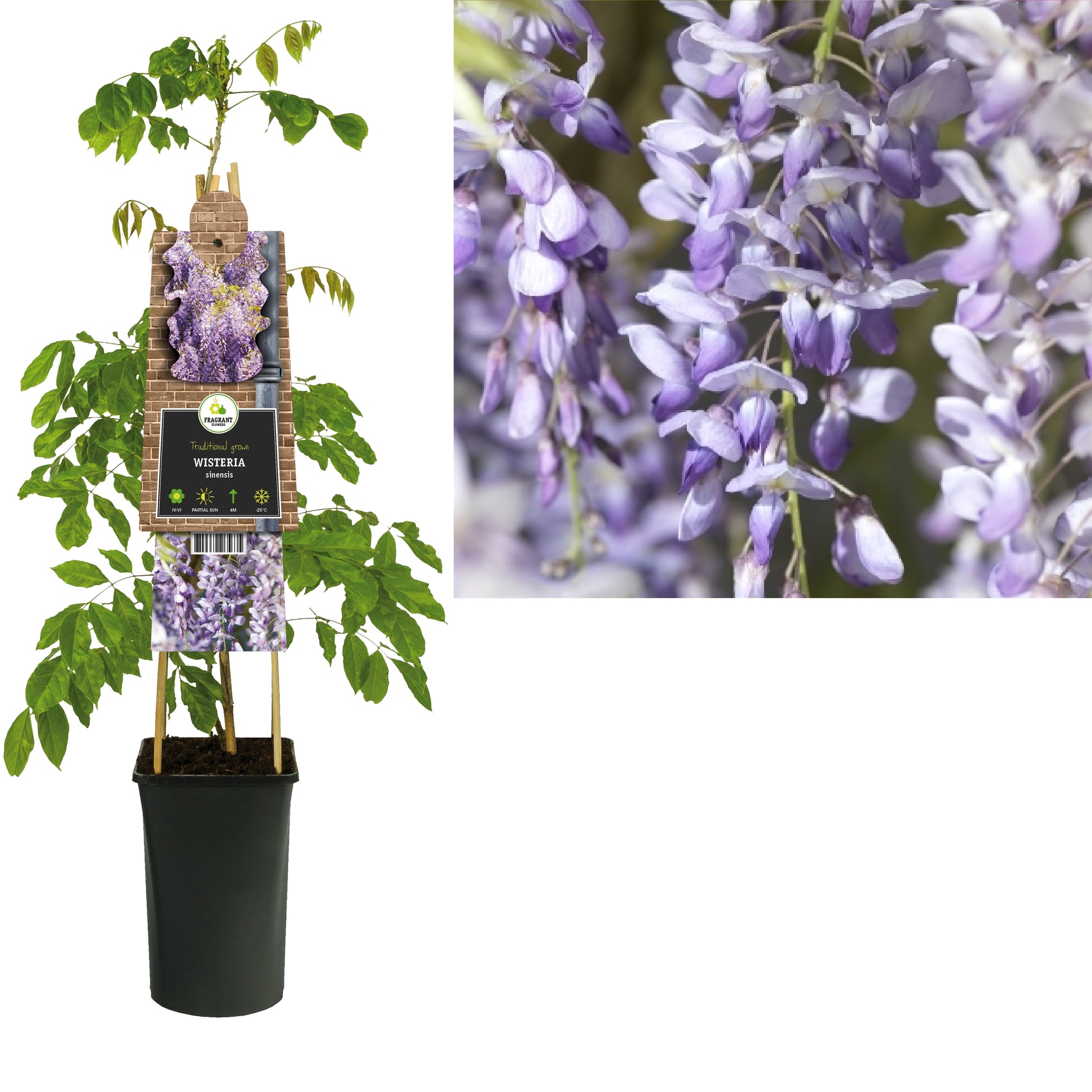 Wisteria sinensis 75cm 17cm Pot