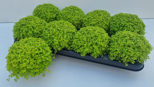 Turk, potplantenkwekerij Soleirolia Aurea Pack of 8