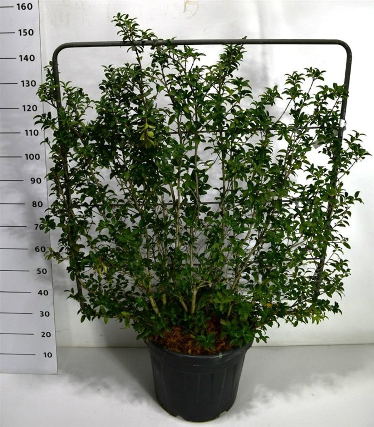 Osmanthus burkwoodii 160cm 48cm Pot