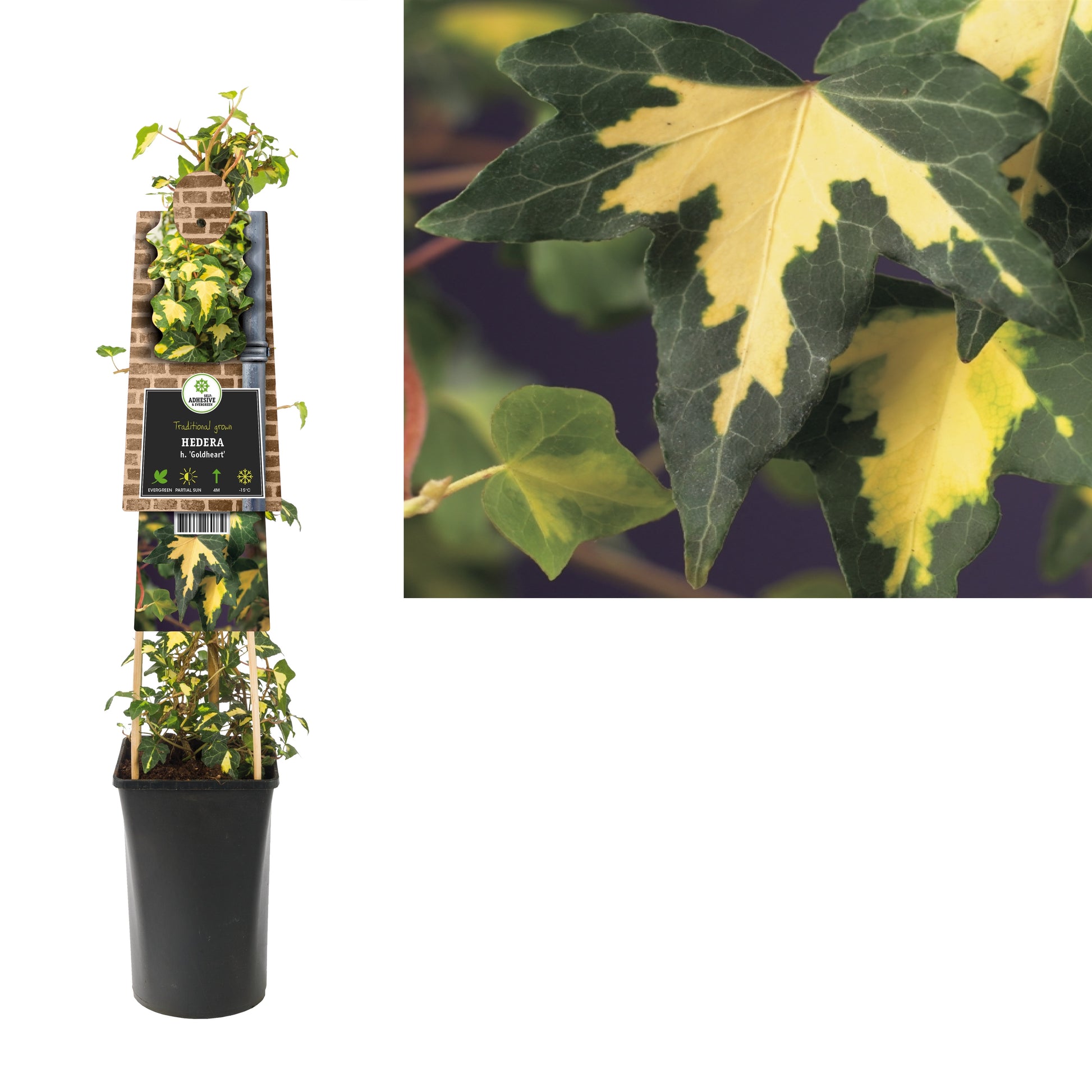 Hedera helix Goldheart 17cm Pot