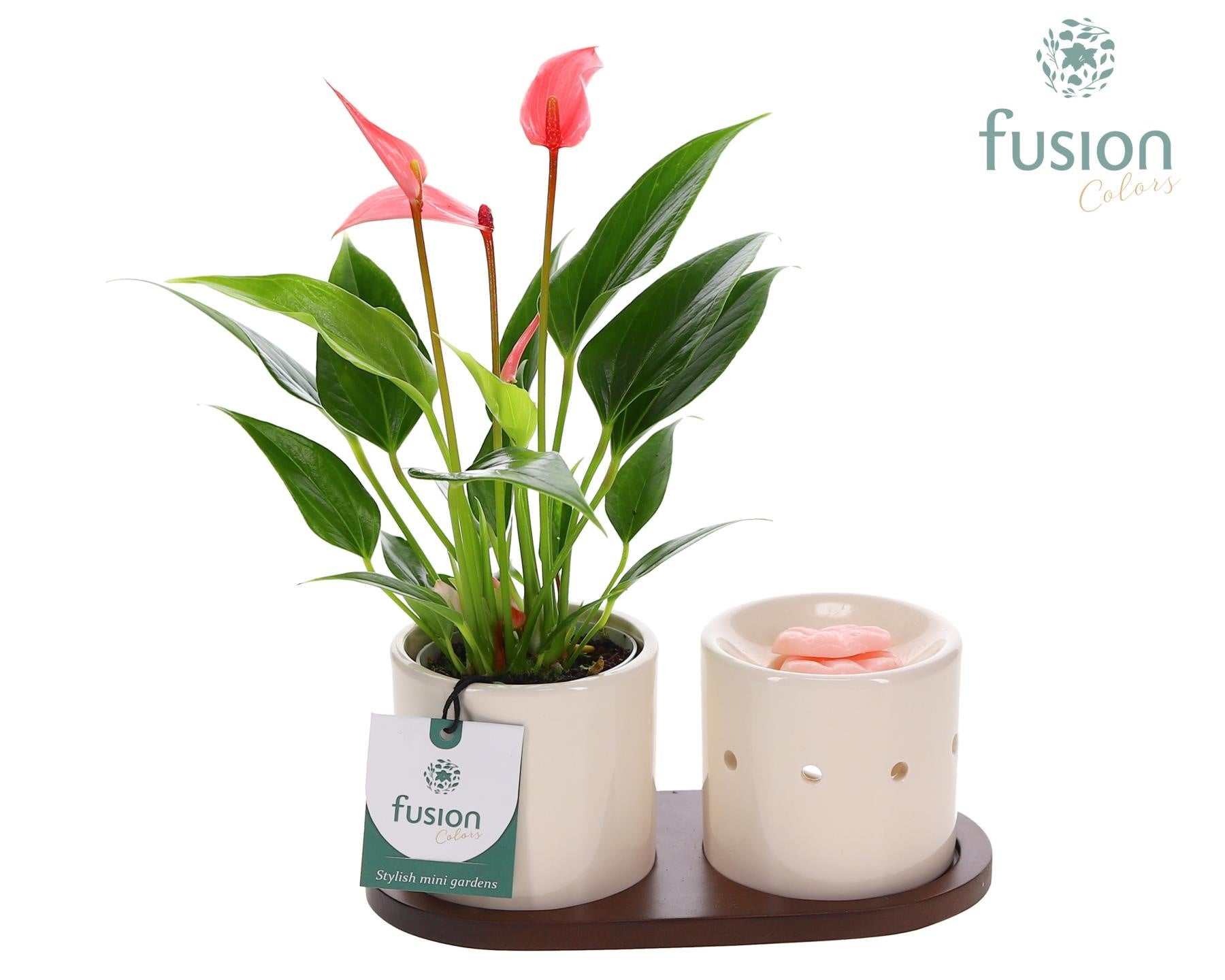 Fusion Scents keramiek Gift set plankje met Anthurium 25cm 20cm Pot