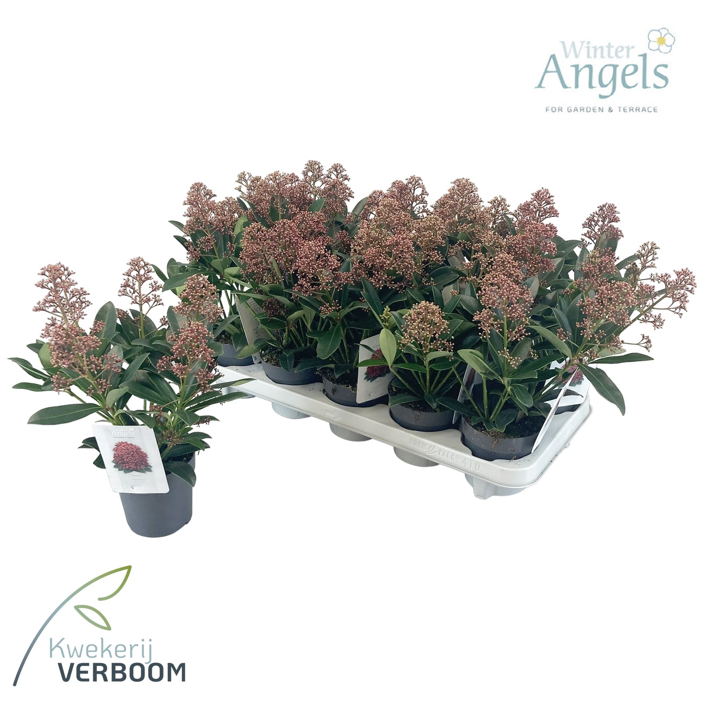 Skimmia japonica Rubella 30cm 10cm Pot