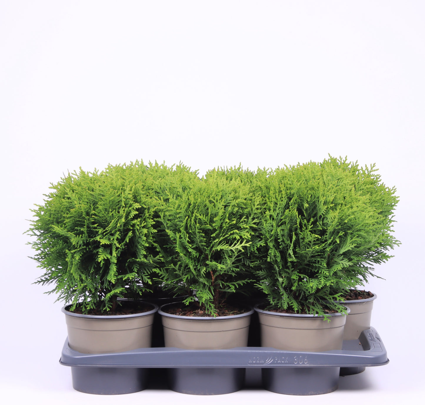 Thuja occidentalis Danica 30cm 17cm Pot