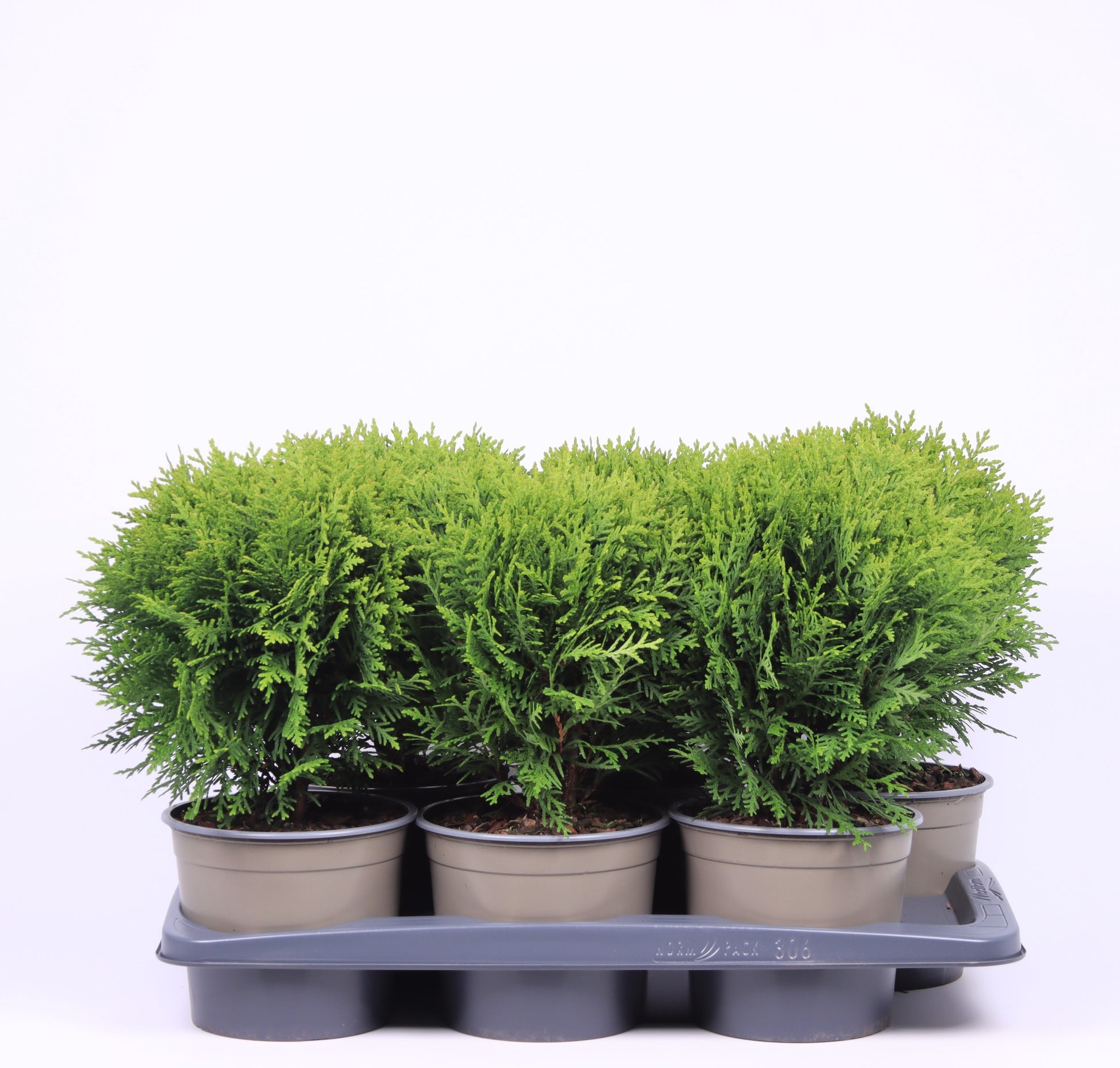Thuja occidentalis Danica 30cm 17cm Pot