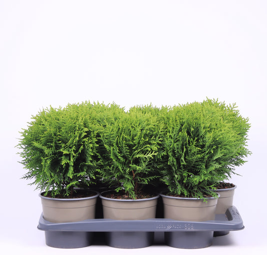 Thuja occidentalis Danica 30cm 17cm Pot