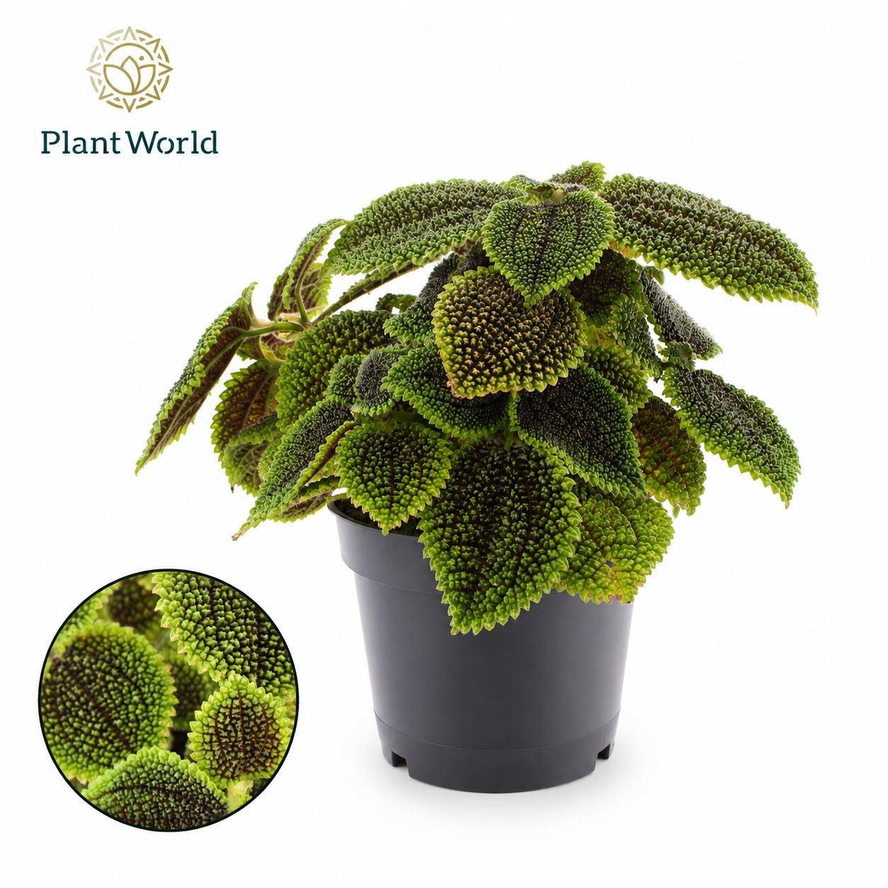 Pilea Moon Valley 25cm 14cm Pot